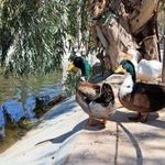 باغ پرندگان بندرعباس