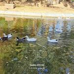 باغ پرندگان بندرعباس