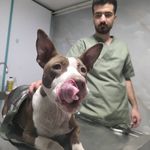 کلینیک دامپزشکی و پت شاپ بِل