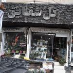 گل شقایق