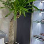 سوئیچ کددار و کلیدسازی کلیدلند (24ساعته)