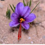 زعفران اصل ریزه  .حاصل دست رنج کشاورزان ریزه .عرضه مستقیم زعفران از کشاورز