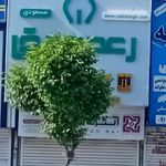 کالای برق مسعودی