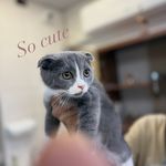 درمانگاه دامپزشکی های پت