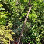 بوستان محصل