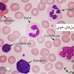 جهاد دانشگاهی شهیدمفتح