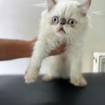 کلینیک دامپزشکی و پت‌شاپ اکسینپت اصفهان