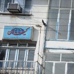 کیهان