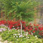 سورتمه بوستان علوی