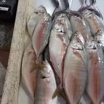 پخش ماهی تازه صید شده