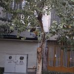 کالای ورزشی امیر
