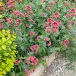 باغ گل وگیاه رضائی