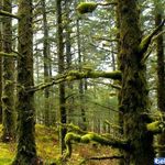 جنگل خوشرودپی