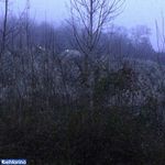 جنگل خوشرودپی