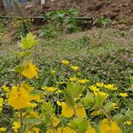 شعائل گازگیل