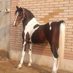 مجموعه سوارکاری جلال دری