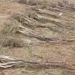 پیوند گردو نهالستان و باغات شکری