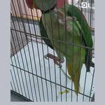 کلینیک تخصصی پرندگان رکس