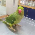 کلینیک تخصصی پرندگان رکس