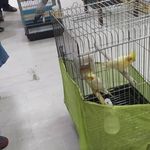 کلینیک تخصصی پرندگان رکس