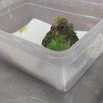 کلینیک تخصصی پرندگان رکس