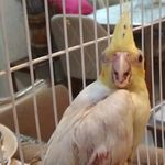 کلینیک تخصصی پرندگان رکس