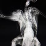 کلینیک تخصصی پرندگان رکس