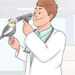 کلینیک تخصصی پرندگان رکس