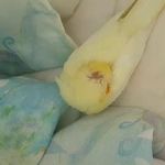 کلینیک تخصصی پرندگان رکس