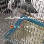 کلینیک تخصصی پرندگان رکس