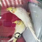 کلینیک تخصصی پرندگان رکس