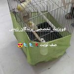 کلینیک تخصصی پرندگان رکس