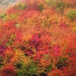 پارک جنگلی نهار خوران