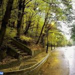 جنگل ناهارخوران ( پارک جنگلی ناهارخوران)