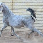 باشگاه سوارکاری صادقی