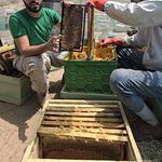 زنبورستان عسلیچه
