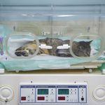 بیمارستان دامپزشکی شبانه روزی پارسه