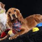 آتلیه عکاسی تک چهره ها