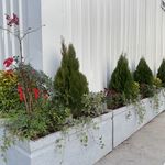 فروش گياه گلخانه زيتون