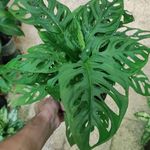 گلفروشی چهارراه گلی