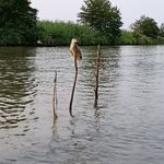 اسکله نیلوفر آبی
