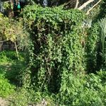 اقامتگاه بوم گردی قلعه بختیاری