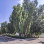 پارک رادمهر