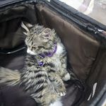 حسین سام کن