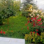 علی عقیقی سلیمان پور