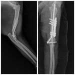 کلینیک دامپزشکی دنا