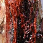 درخت خونبار زرآباد الموت