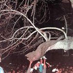 درخت خونبار زرآباد الموت