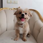 پانسیون خانگی نگهداری حیوانات آوا
