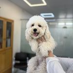 درمانگاه دامپزشکی های پت